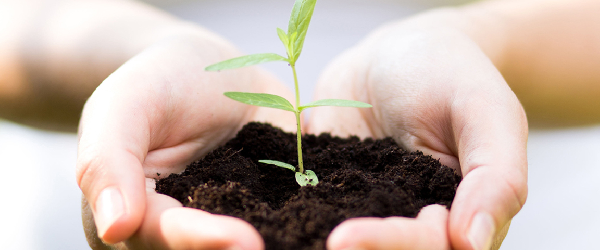 The market of organic products in France