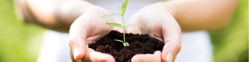 The market of organic products in France